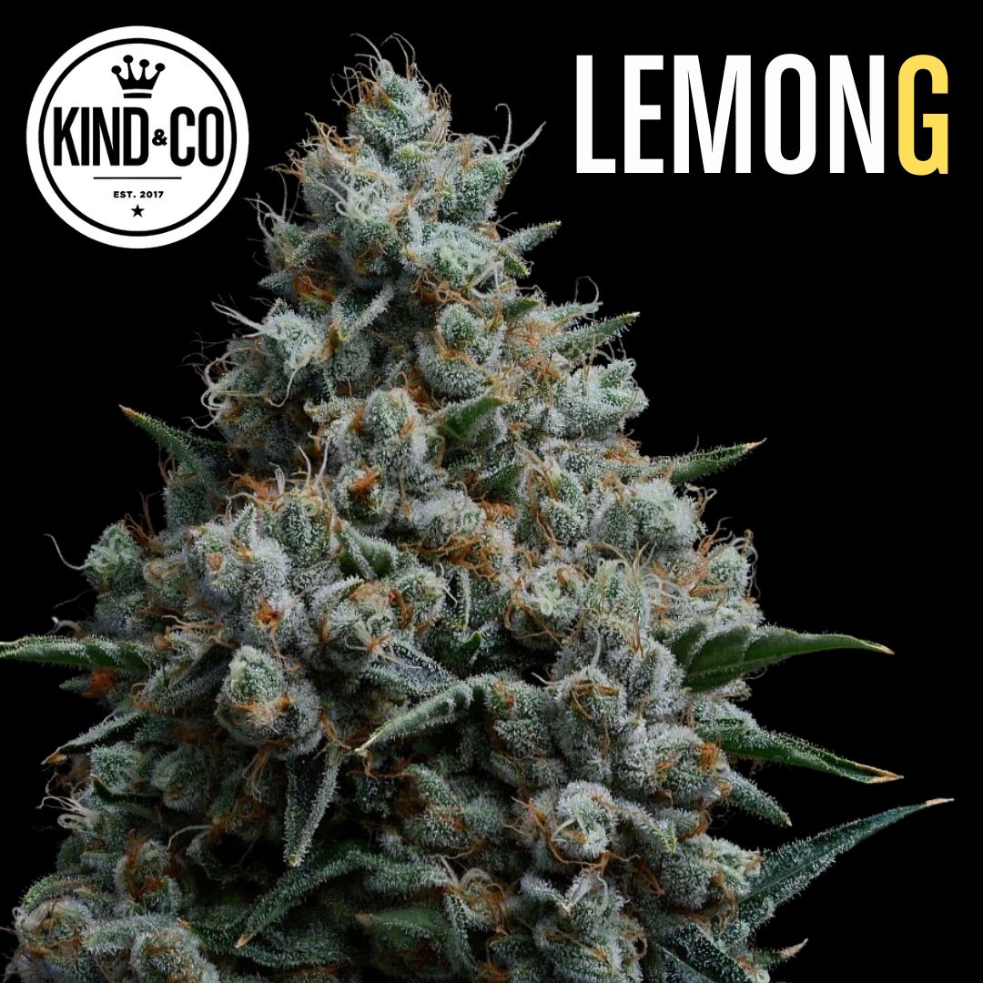 Lemon G flower