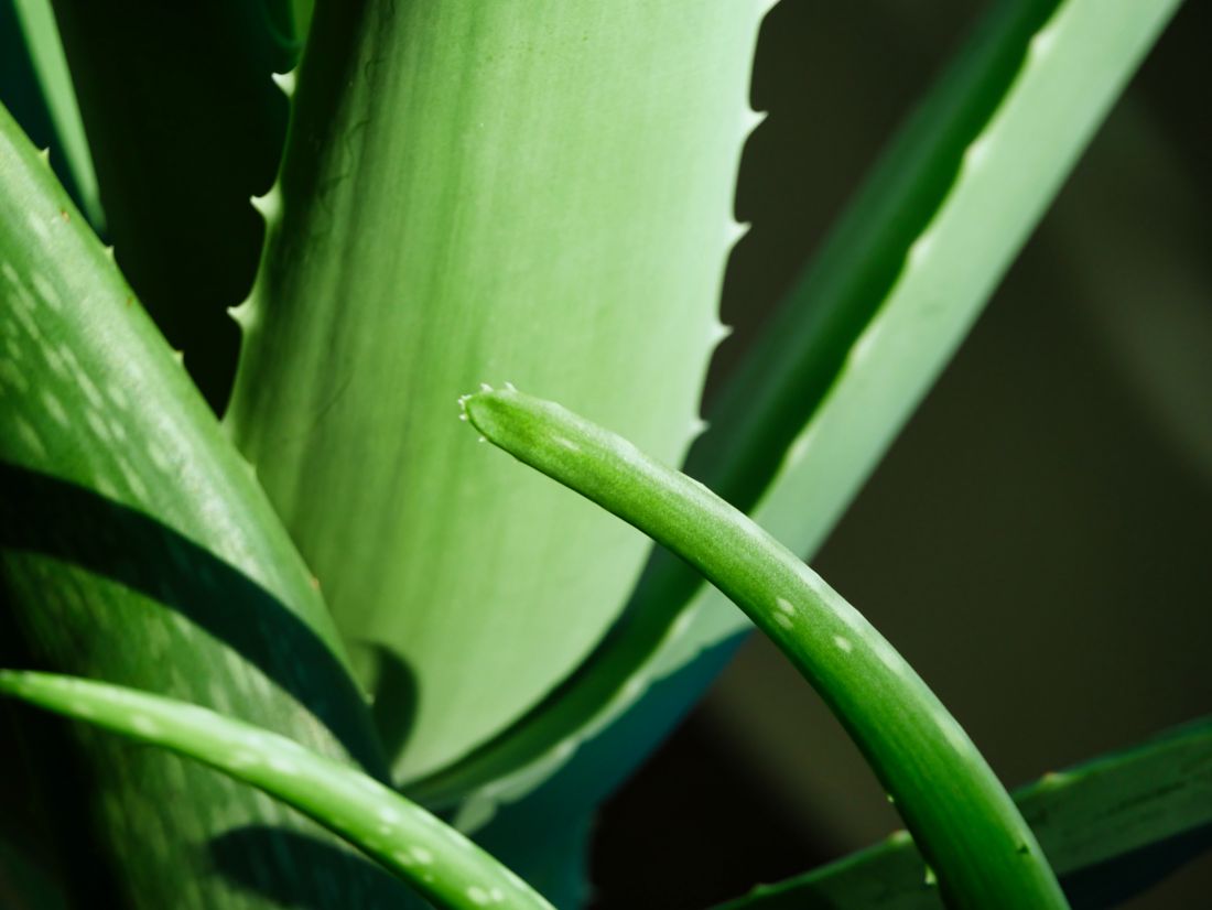 Aloe Vera from House Plants for Homies