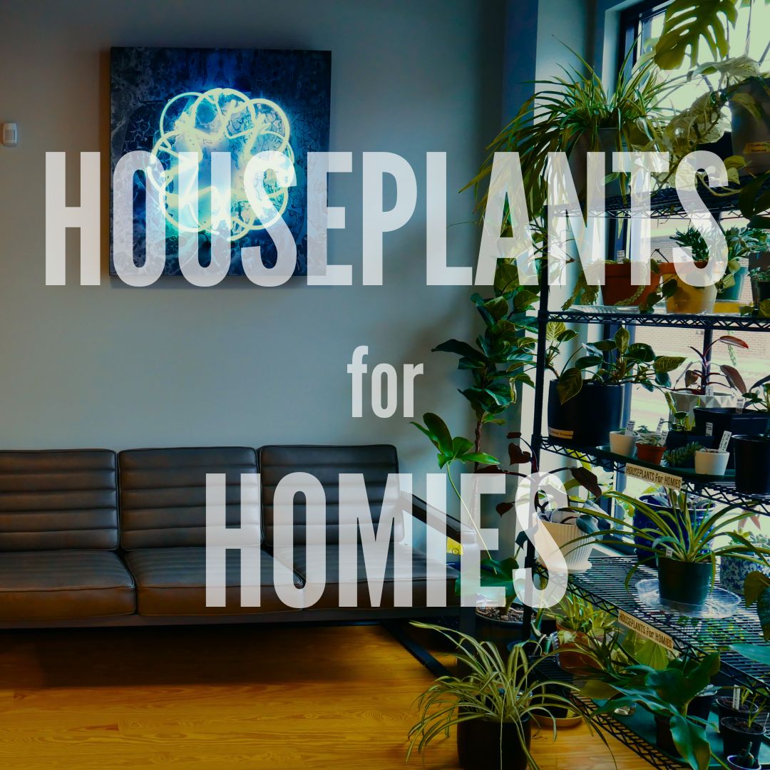 House Plants for Homies shelves full of plants in the Portland shop