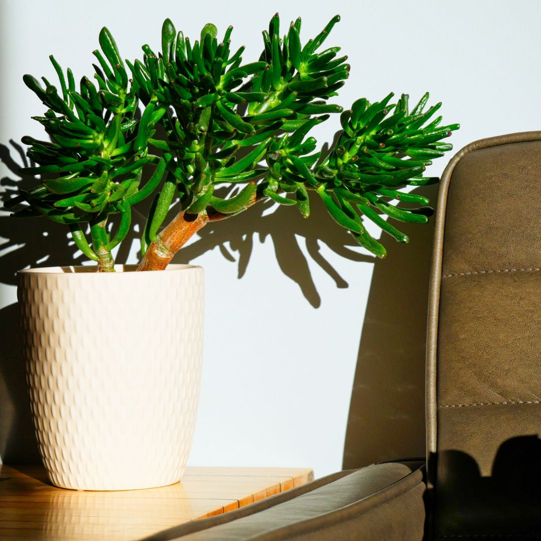 Gollum Jade from House Plants for Homies