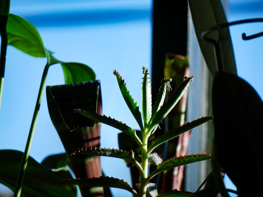 Mother of Thousands from House Plants for Homies