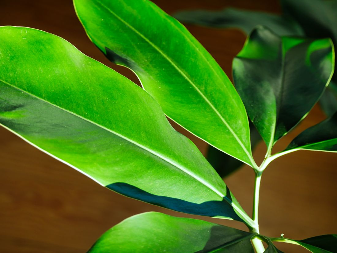 Umbrella Plant from House Plants for Homies