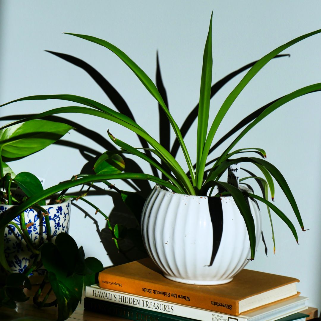 Spider Plant from House Plants for Homies