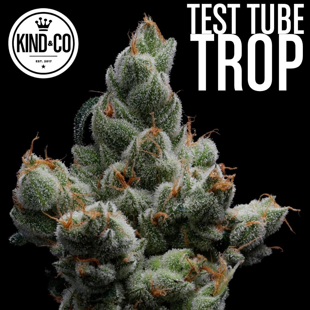 Test Tube Trop flower