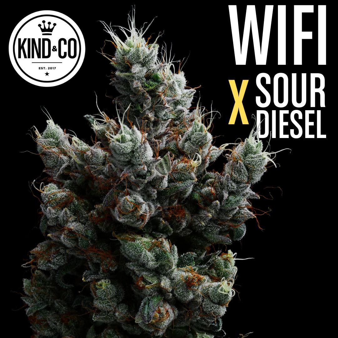 Wifi x Sour Diesel flower